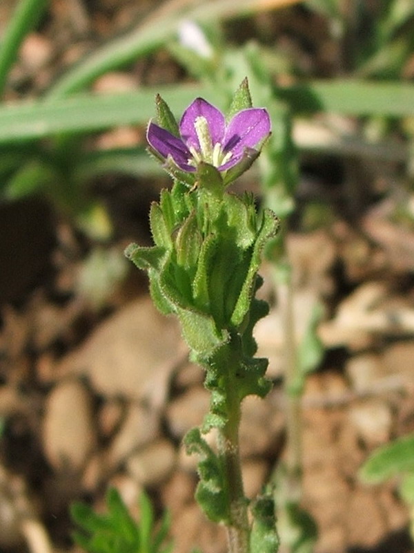 Image of Legousia hybrida specimen.