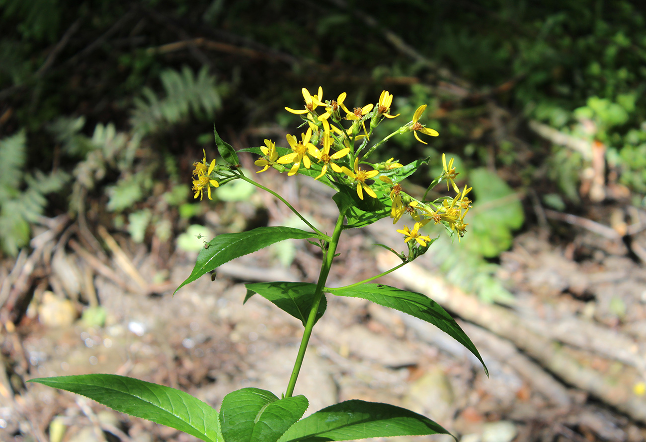 Image of Senecio propinquus specimen.