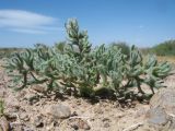 Climacoptera lanata. Вегетирующее растение. Казахстан, окр. ю-з. угла оз. Балхаш, солончаковая прибрежная пустыня. 24 мая 2017 г.