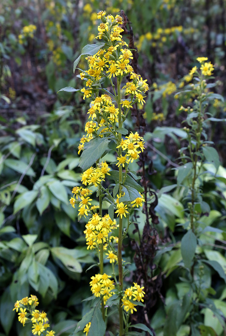 Изображение особи Solidago virgaurea.