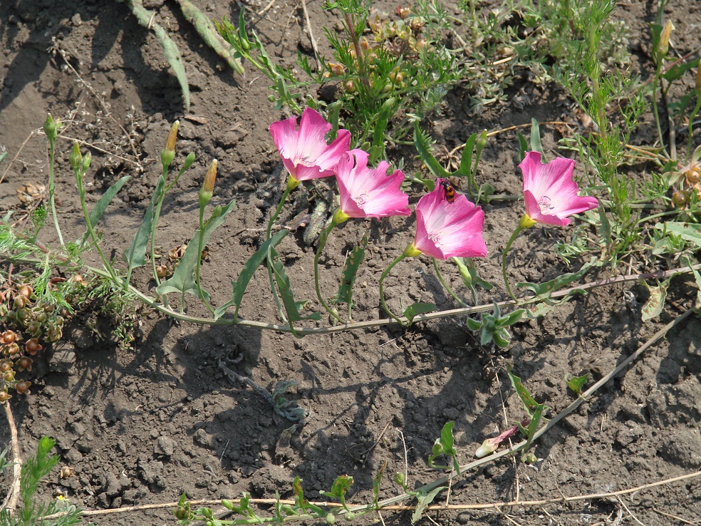 Image of Convolvulus chinensis specimen.