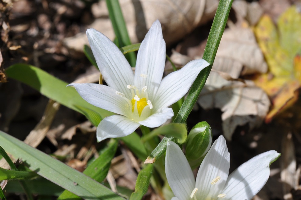 Image of Ornithogalum sintenisii specimen.