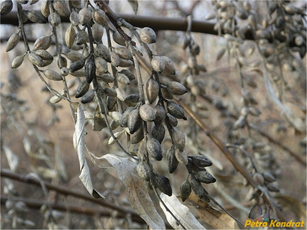 Image of Elaeagnus angustifolia specimen.