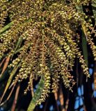 Cordyline australis