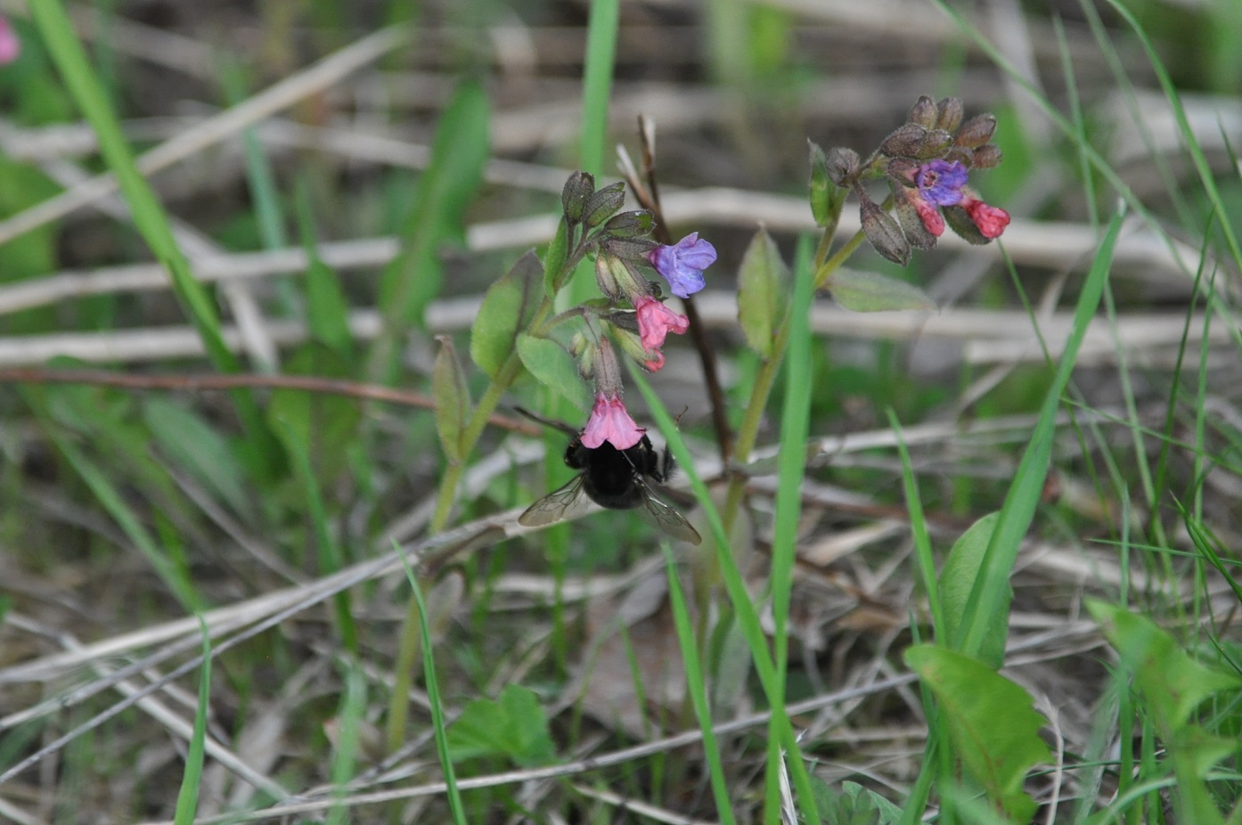 Image of Pulmonaria obscura specimen.