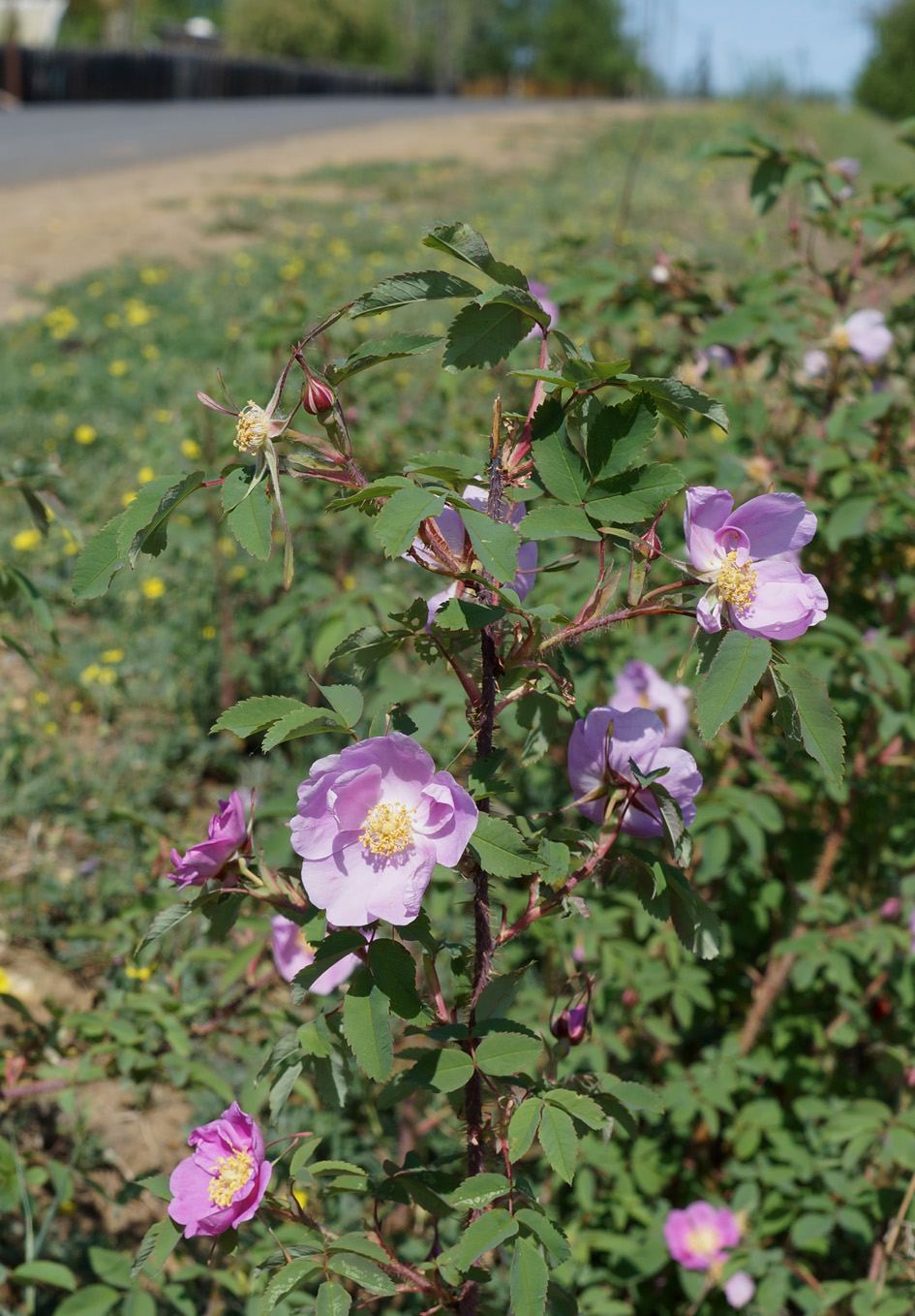 Изображение особи Rosa acicularis.