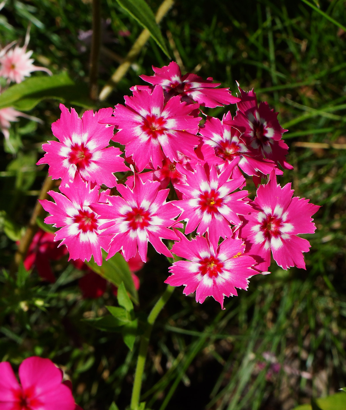 Image of Phlox drummondii specimen.