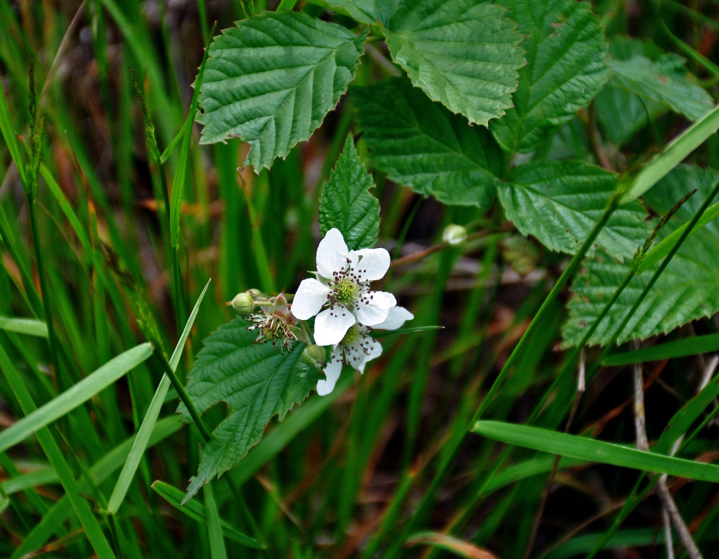 Image of Rubus nessensis specimen.