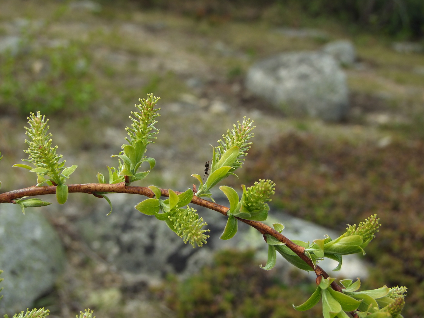 Изображение особи Salix bebbiana.