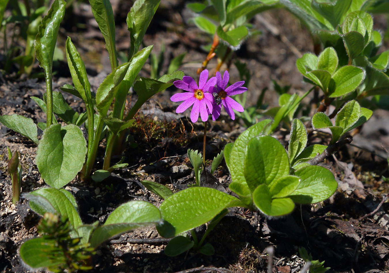 Image of Primula cuneifolia specimen.