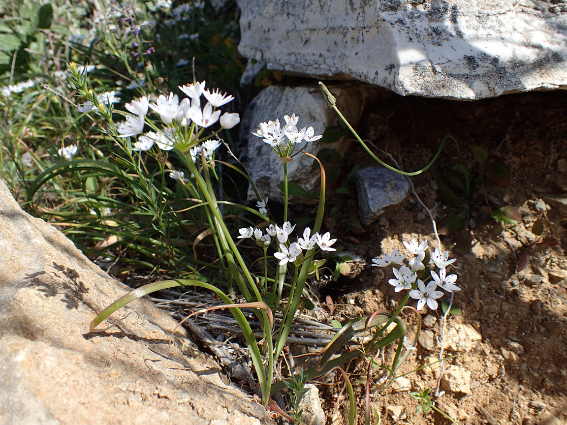 Image of Allium subhirsutum specimen.