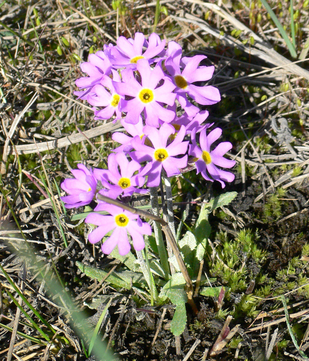 Image of Primula borealis specimen.