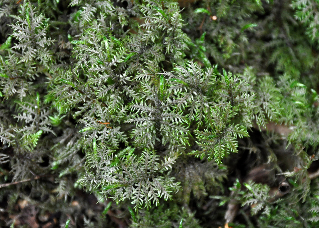 Изображение особи Hylocomium splendens.