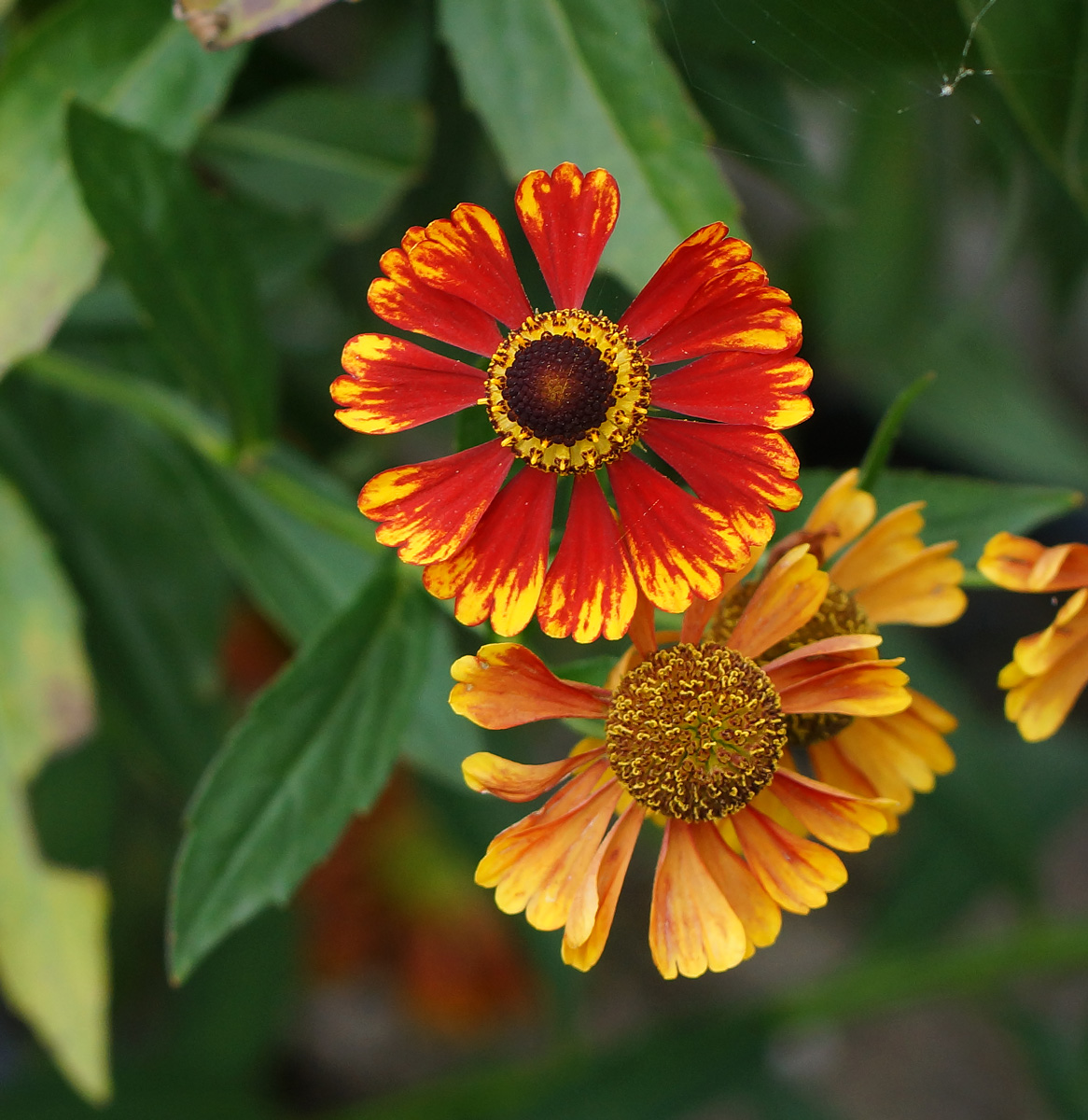 Image of Helenium autumnale specimen.