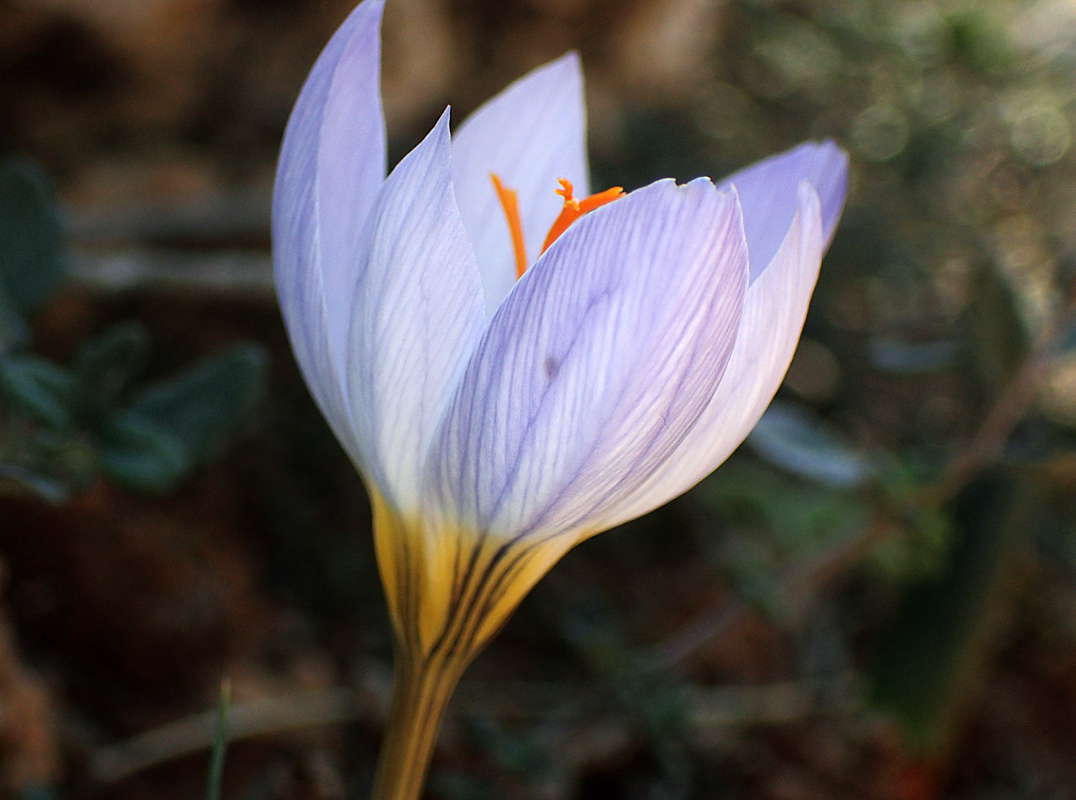 Изображение особи Crocus laevigatus.