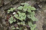 Lamium purpureum