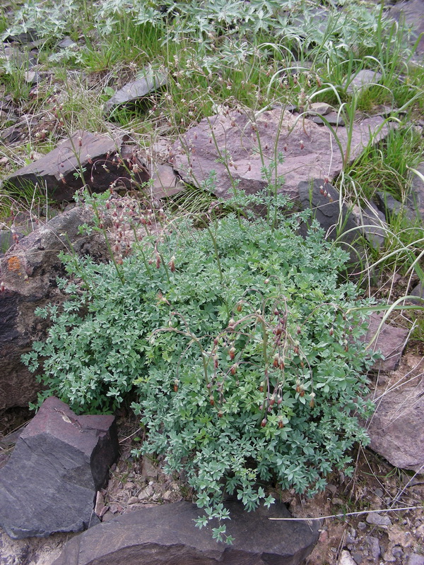 Image of Thalictrum isopyroides specimen.