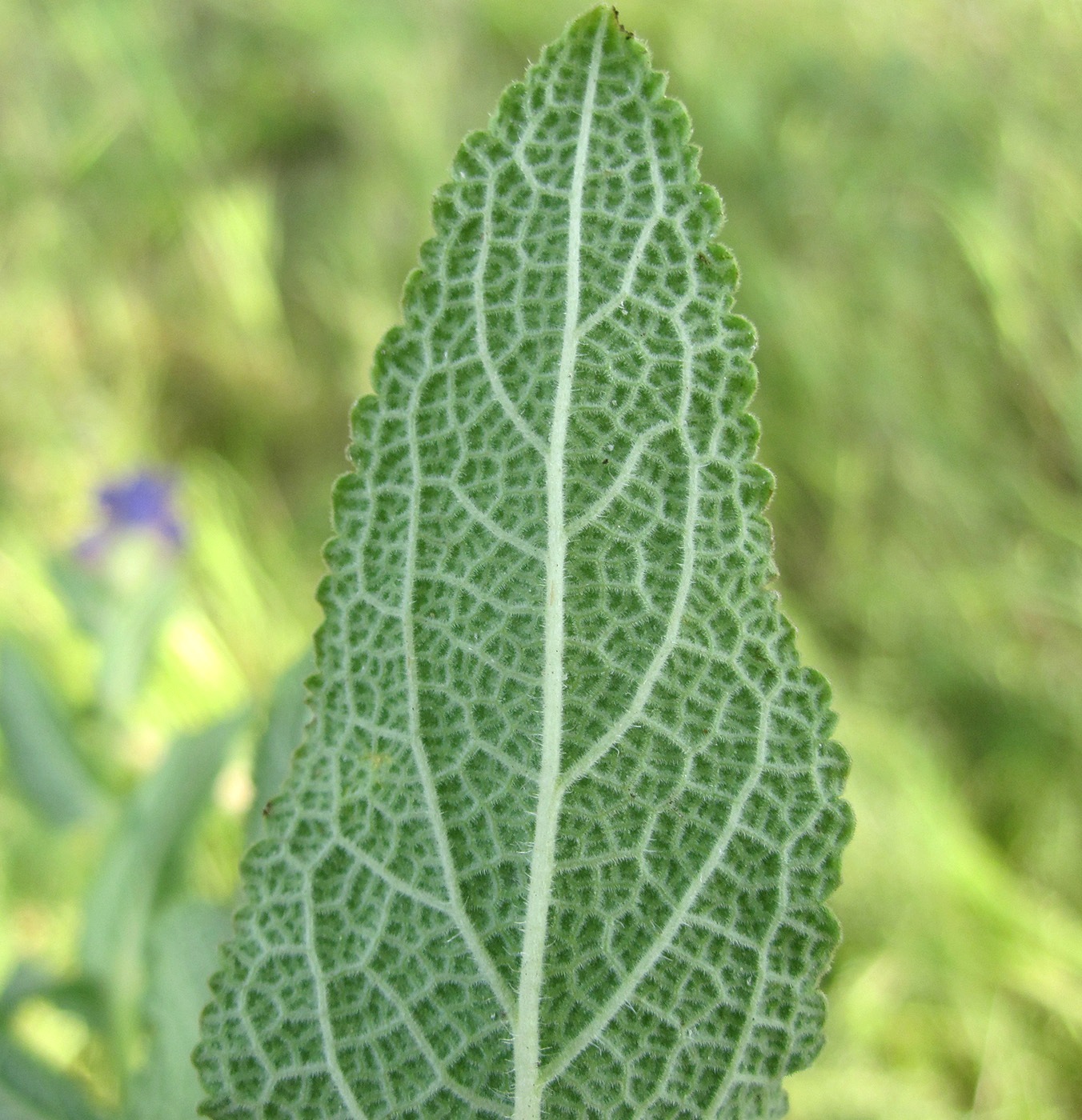 Изображение особи Salvia deserta.