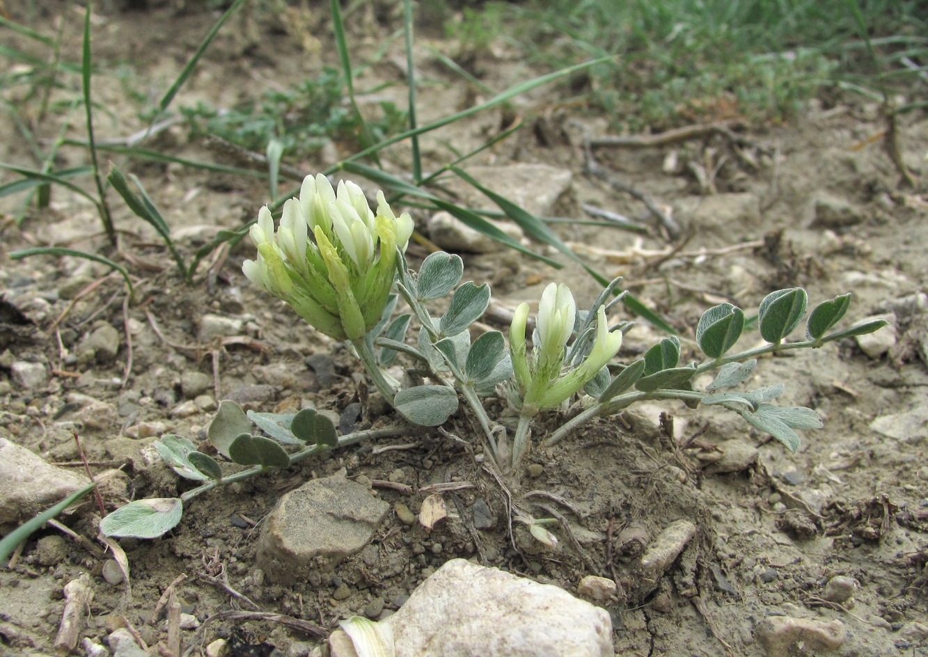 Изображение особи Astragalus calycinus.