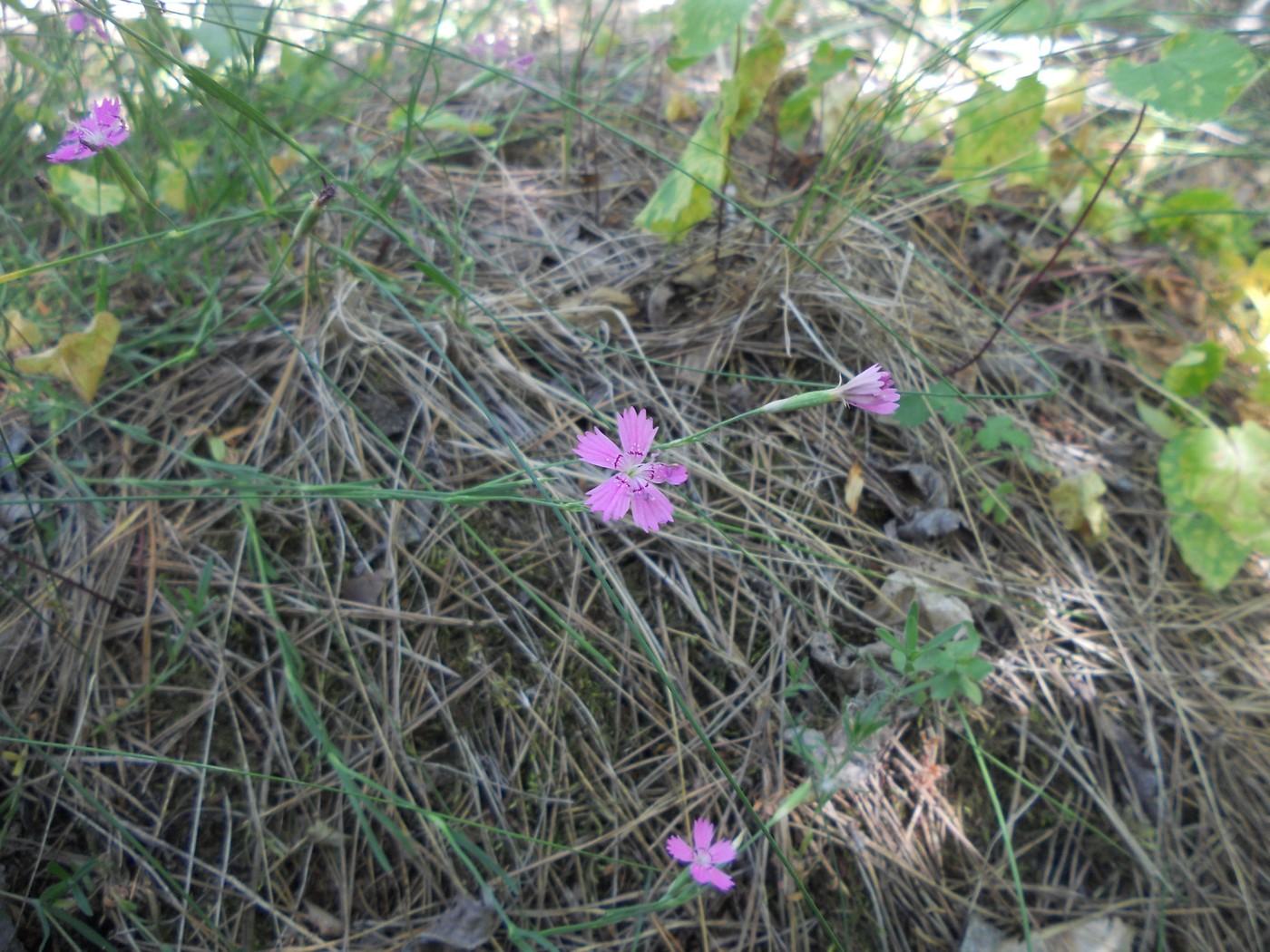 Image of Dianthus campestris specimen.