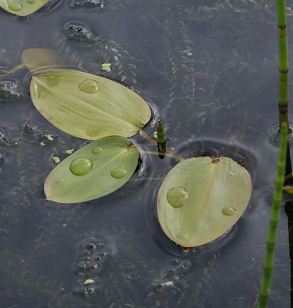 Image of Potamogeton natans specimen.