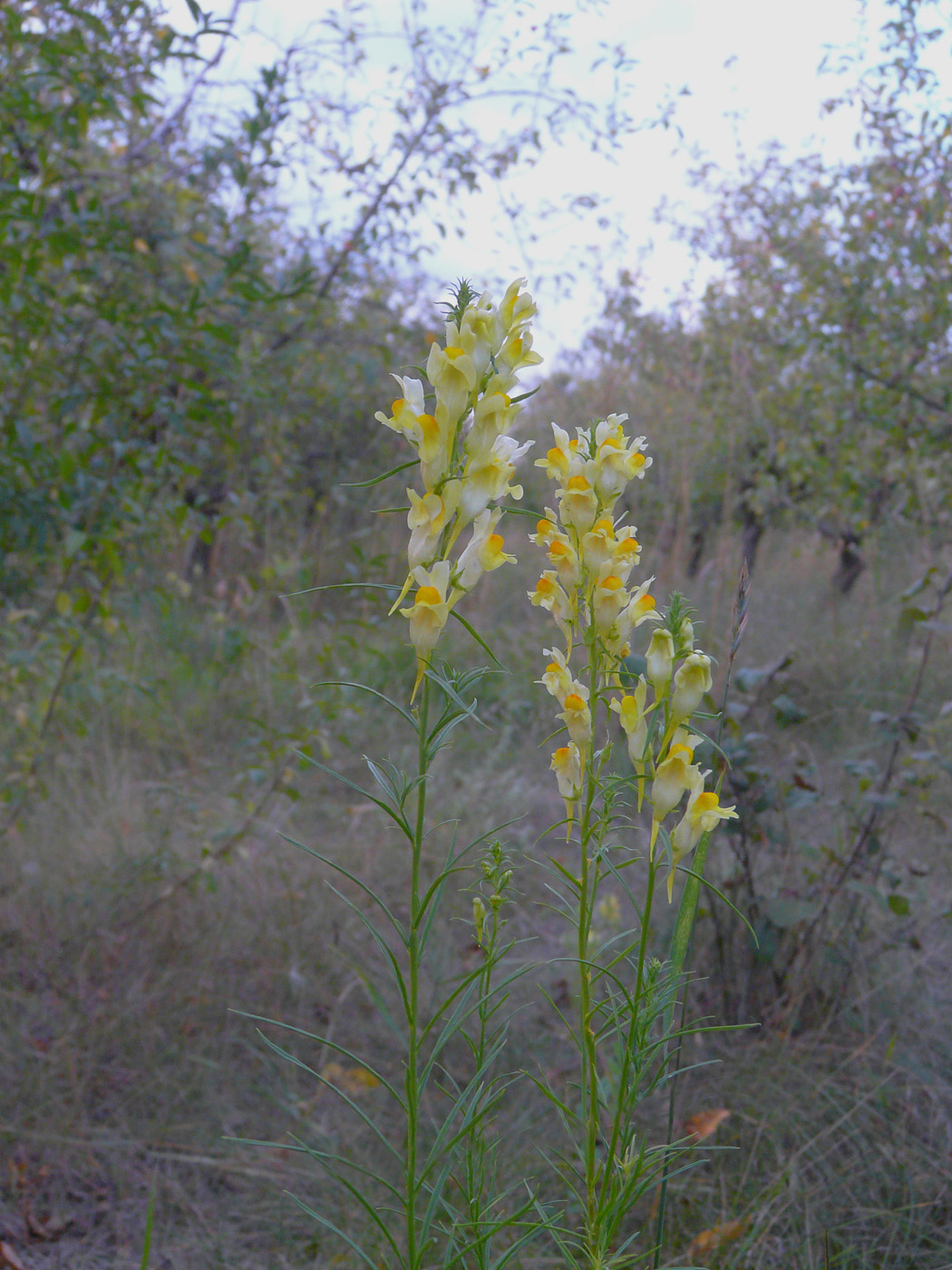 Изображение особи Linaria vulgaris.