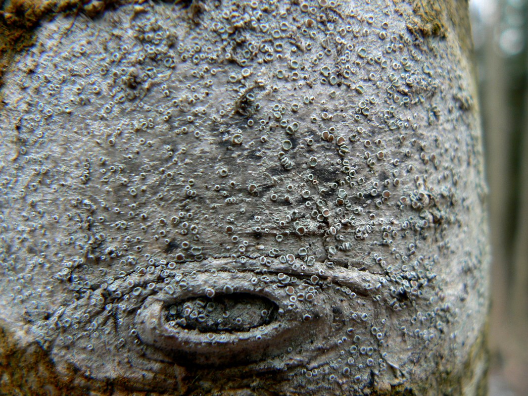 Image of Lecanora chlarotera specimen.