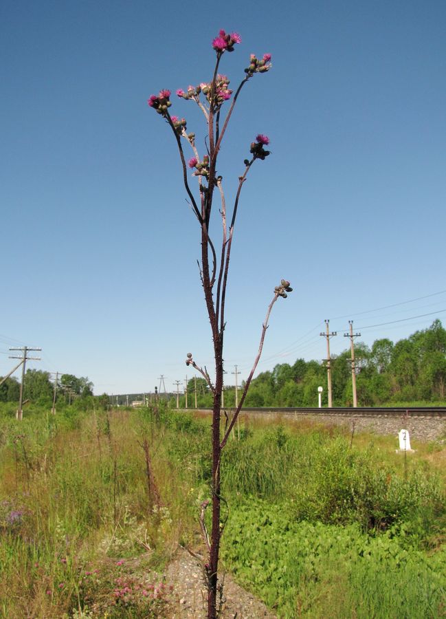 Image of Cirsium palustre specimen.