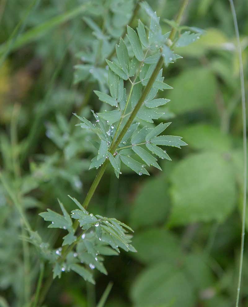 Image of Thalictrum simplex specimen.