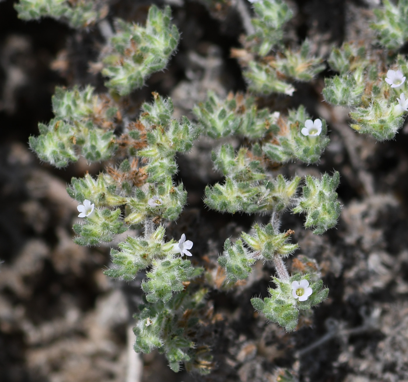 Image of Tiquilia paronychioides specimen.