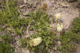 Trifolium canescens. Цветущее растение. Приэльбрусье, южный склон Эльбруса, путь к Терскольской обсерватории. Высота 2500 м н.у.м. Июль 2010 г.