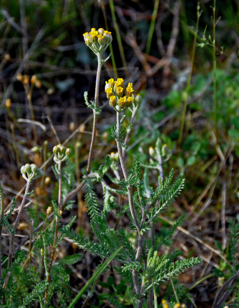 Изображение особи Achillea leptophylla.