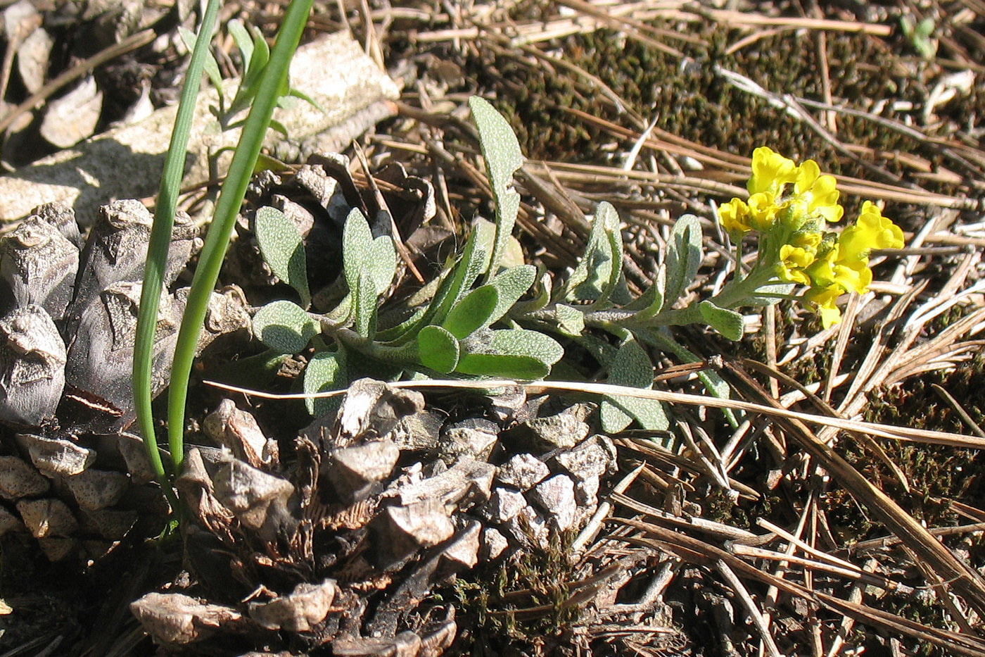 Image of Alyssum gmelinii specimen.