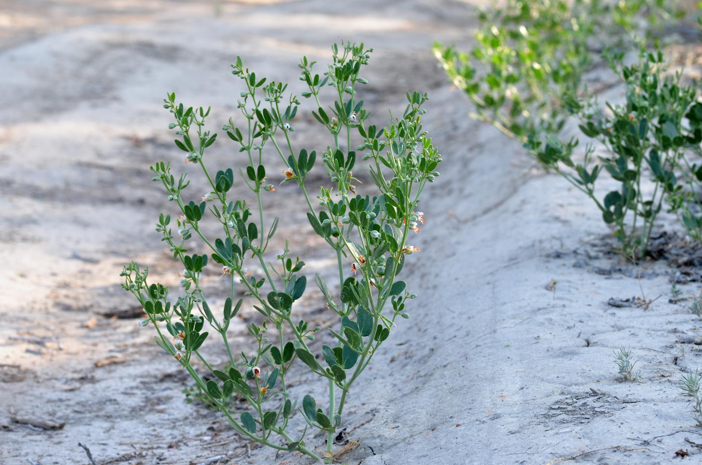 Image of Zygophyllum fabago ssp. dolichocarpum specimen.