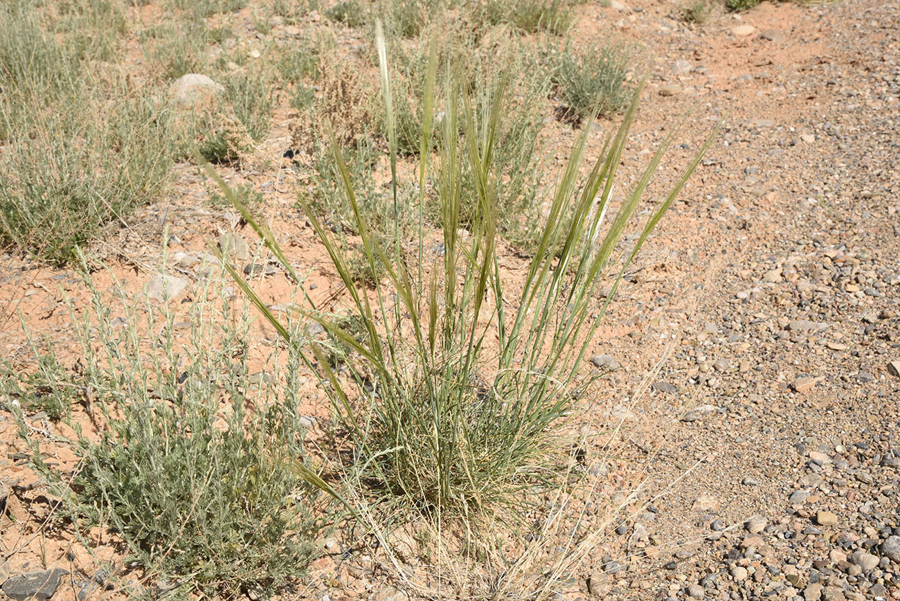 Image of genus Stipa specimen.