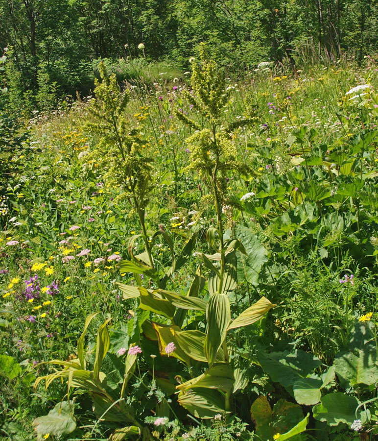 Изображение особи Veratrum lobelianum.