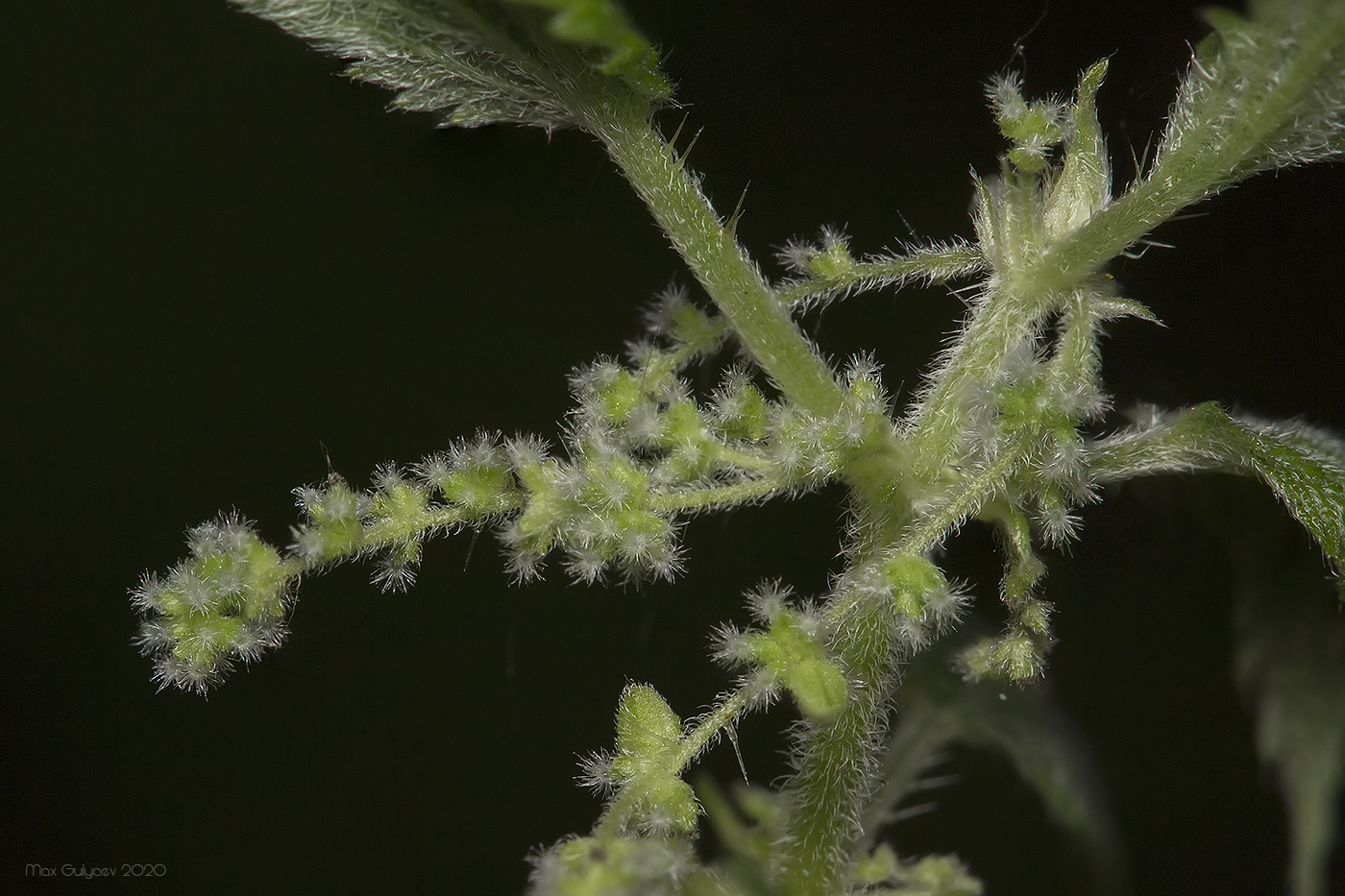 Image of genus Urtica specimen.