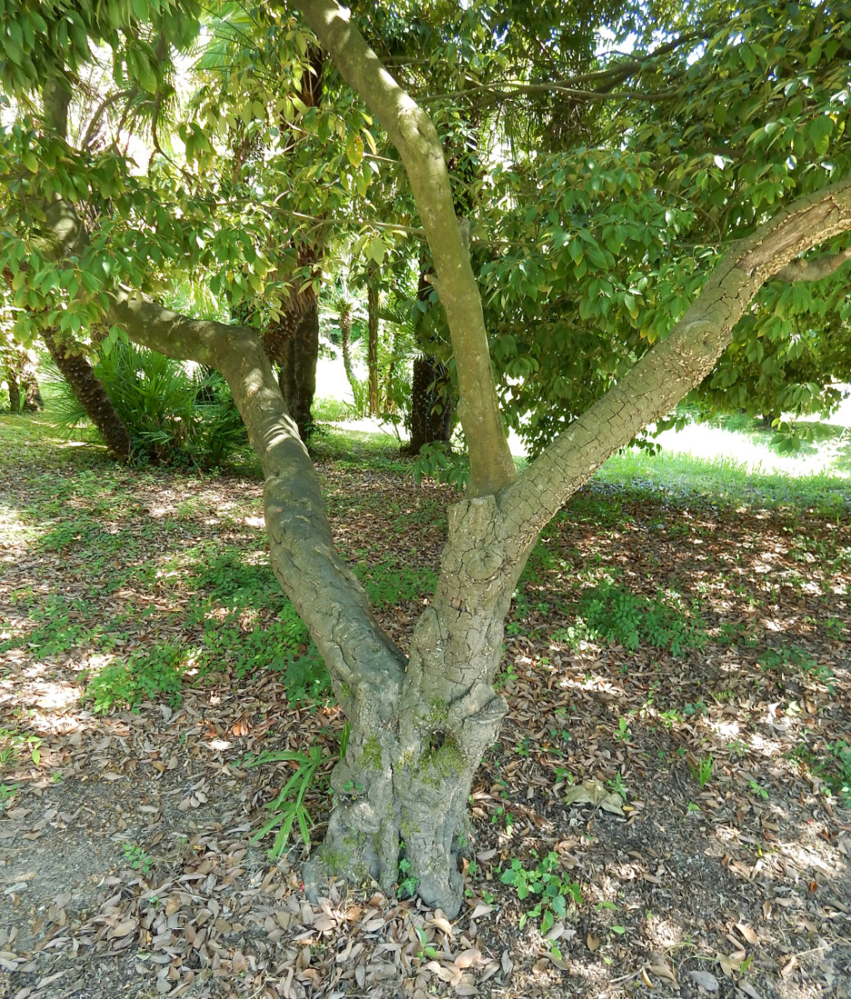 Изображение особи Quercus glauca.