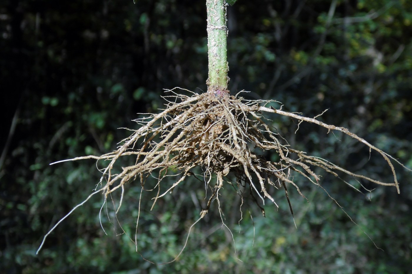 Image of Sigesbeckia orientalis specimen.