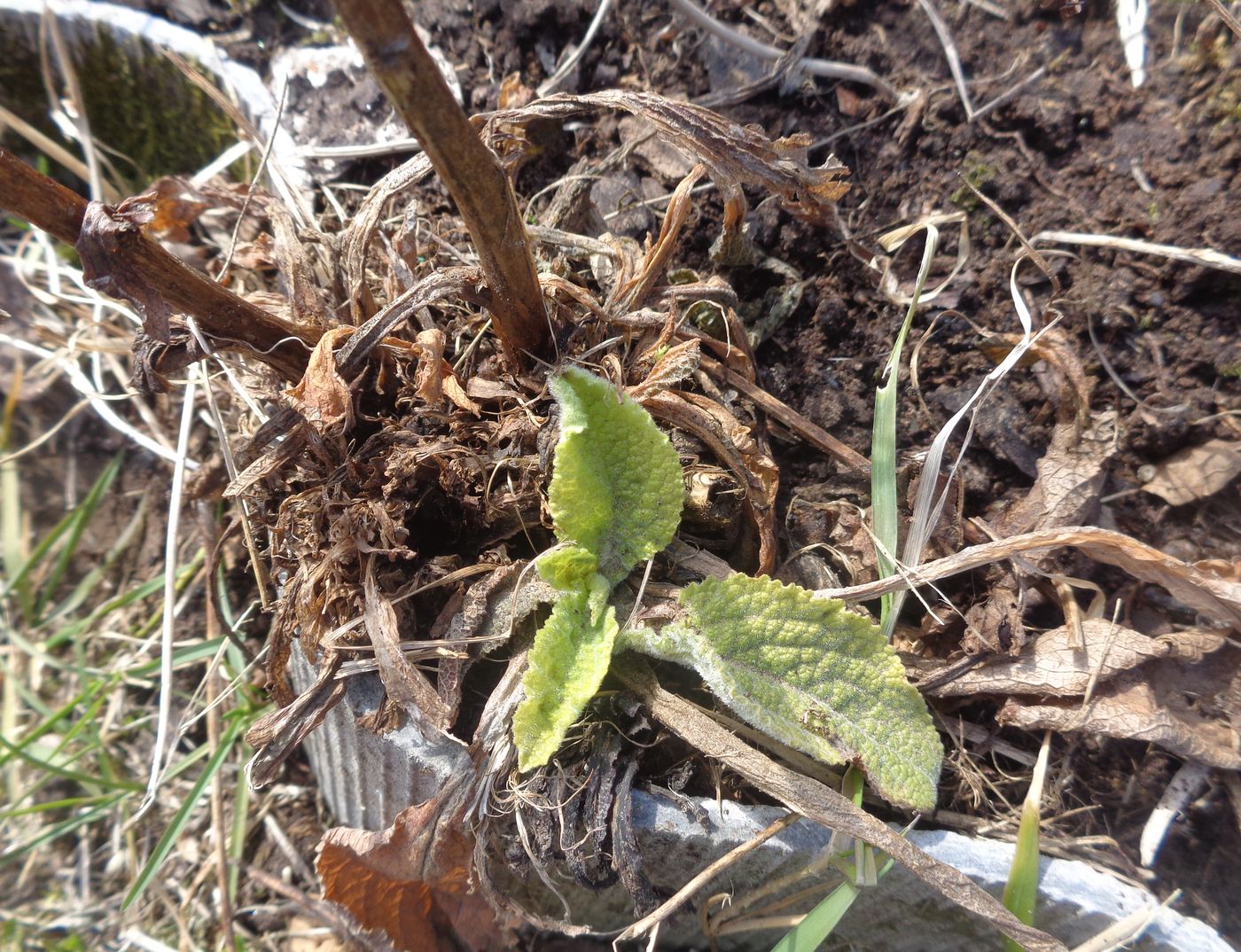 Image of Digitalis purpurea specimen.