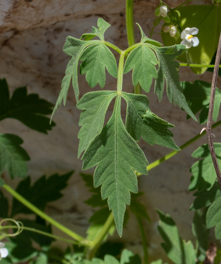 Изображение особи Cardiospermum halicacabum.