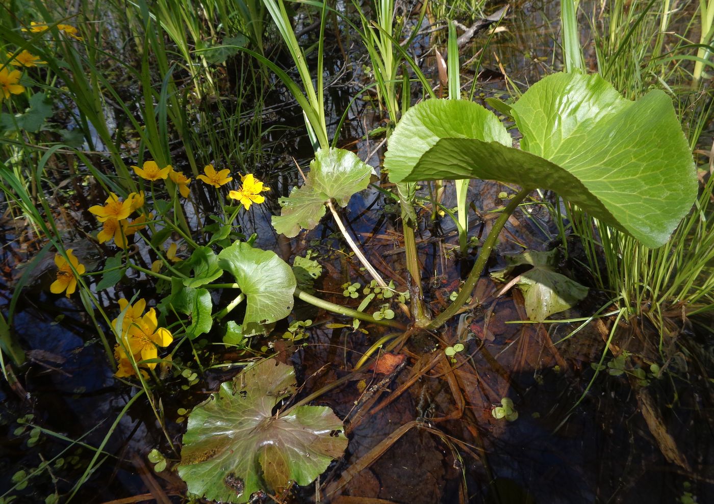 Image of Caltha palustris specimen.