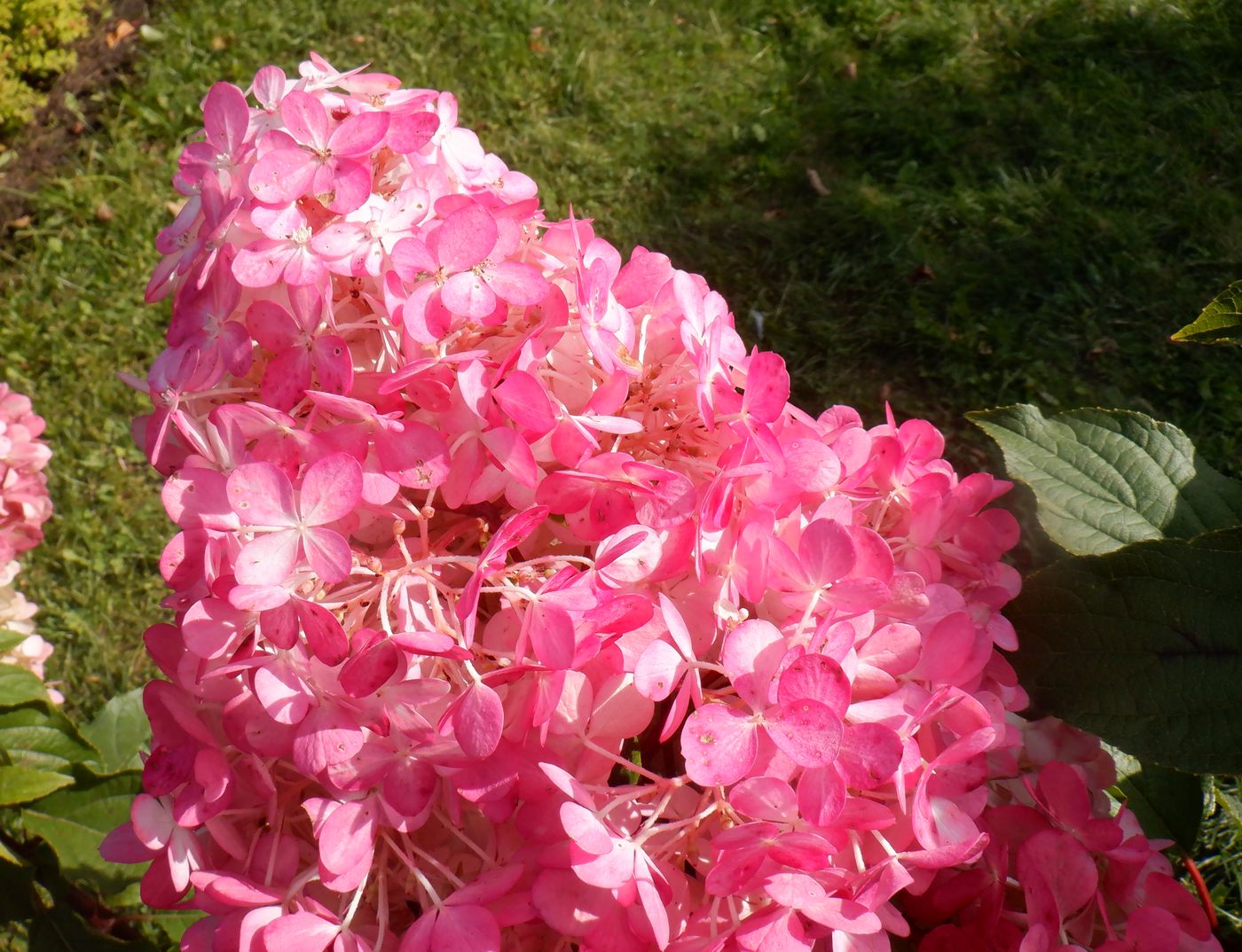 Image of Hydrangea paniculata specimen.