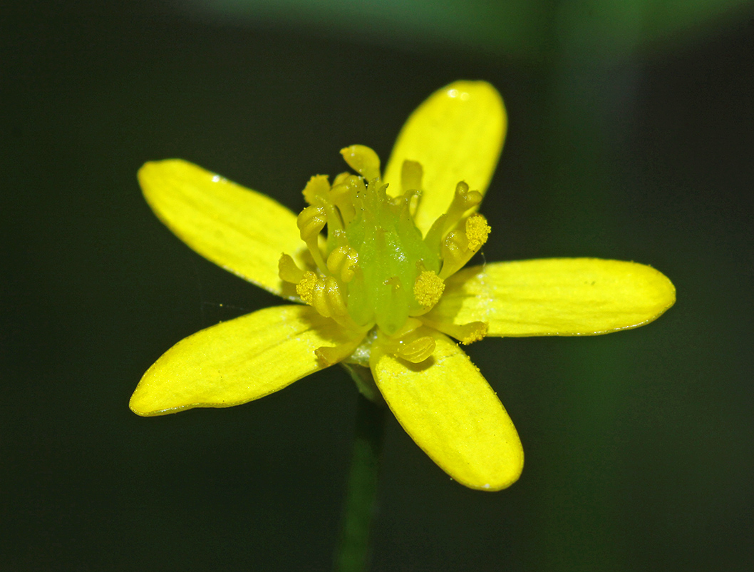 Image of Ranunculus tachiroei specimen.