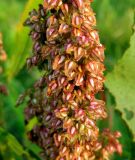 Rumex hydrolapathum. Часть соплодия. Украина, Волынская обл., Ратновский р-н, юго-западные окр. с. Окачево, левый берег р. Припять, край болота. 29 июля 2010 г.