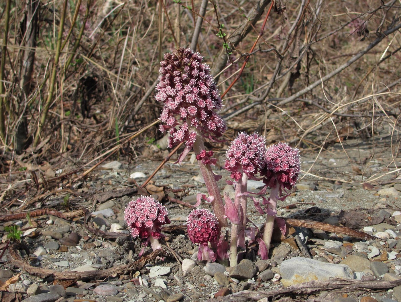 Изображение особи Petasites hybridus.