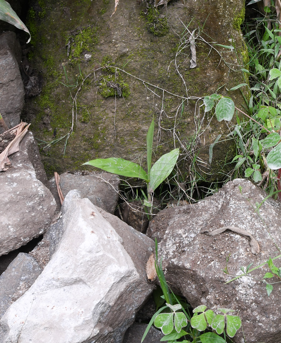 Image of Canna paniculata specimen.