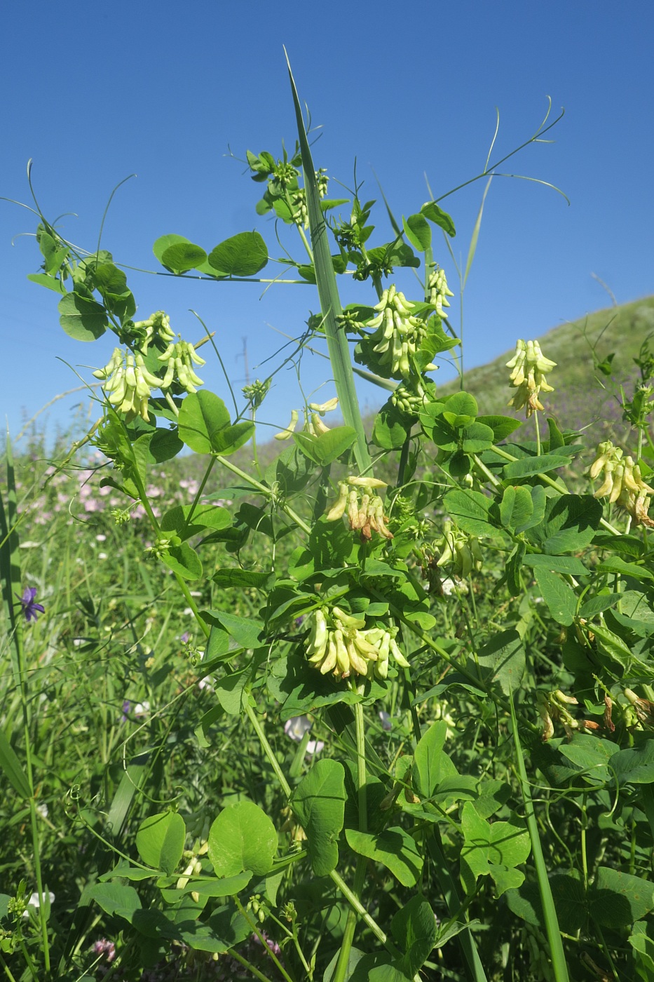 Image of Vicia pisiformis specimen.