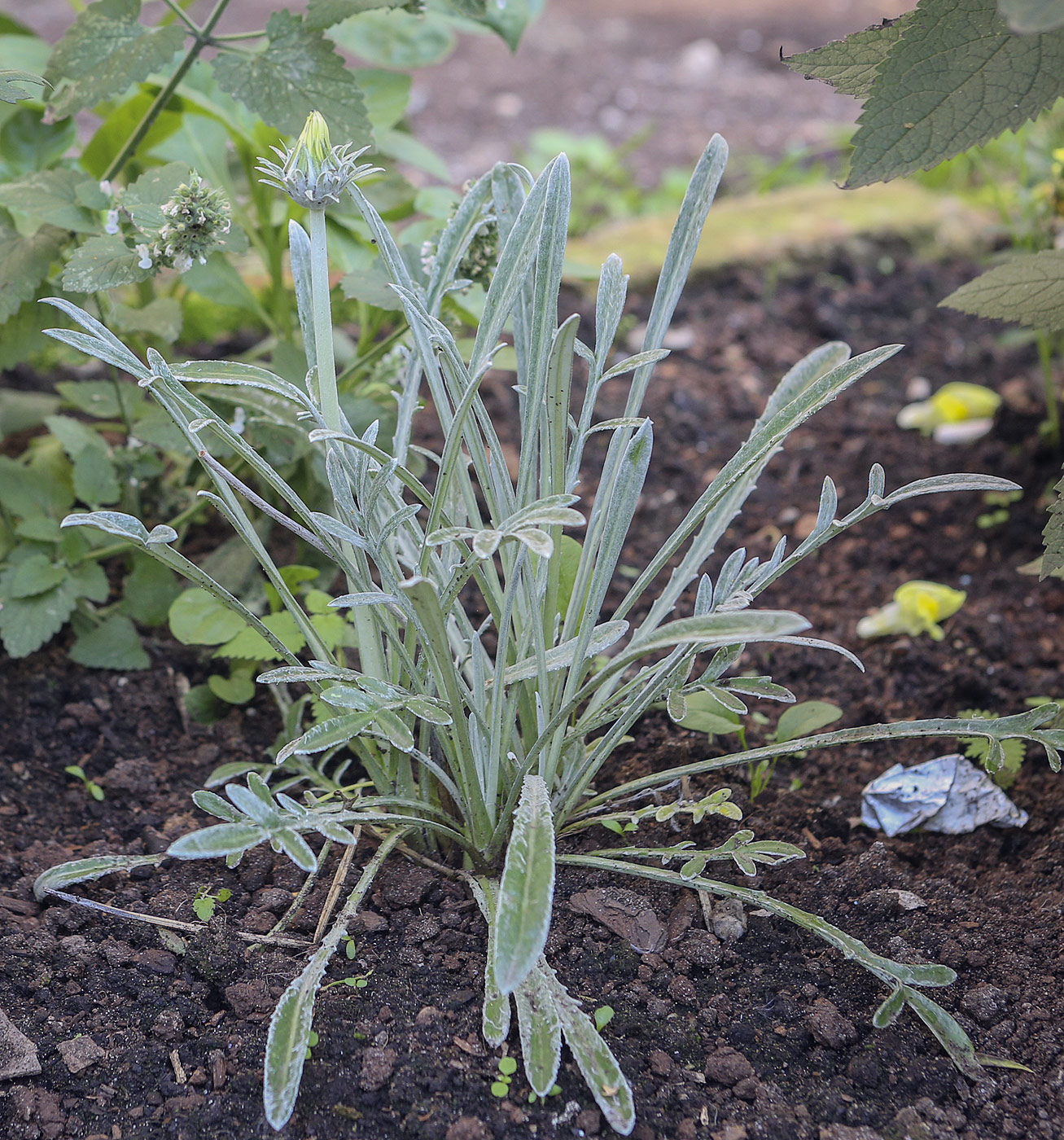 Изображение особи Gazania &times; hybrida.