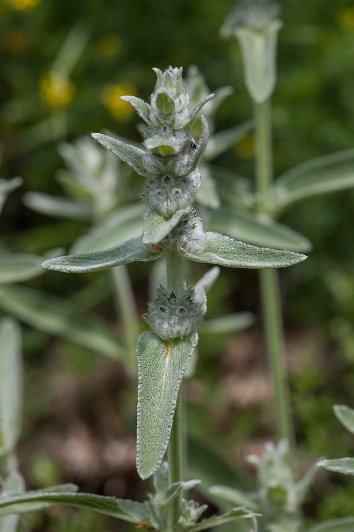 Image of Stachys velata specimen.